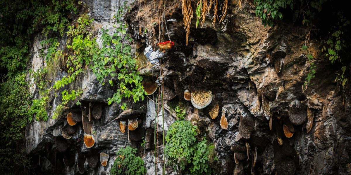 Honey Hunting in Nepal